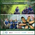 Thai Elephant Home Preview